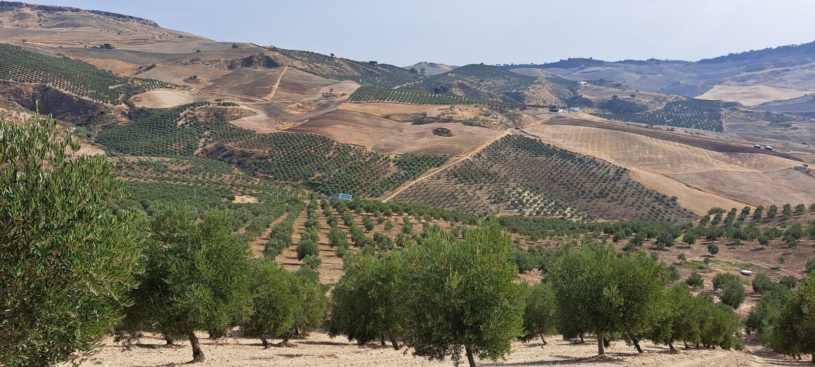 Land in Ronda, Ronda