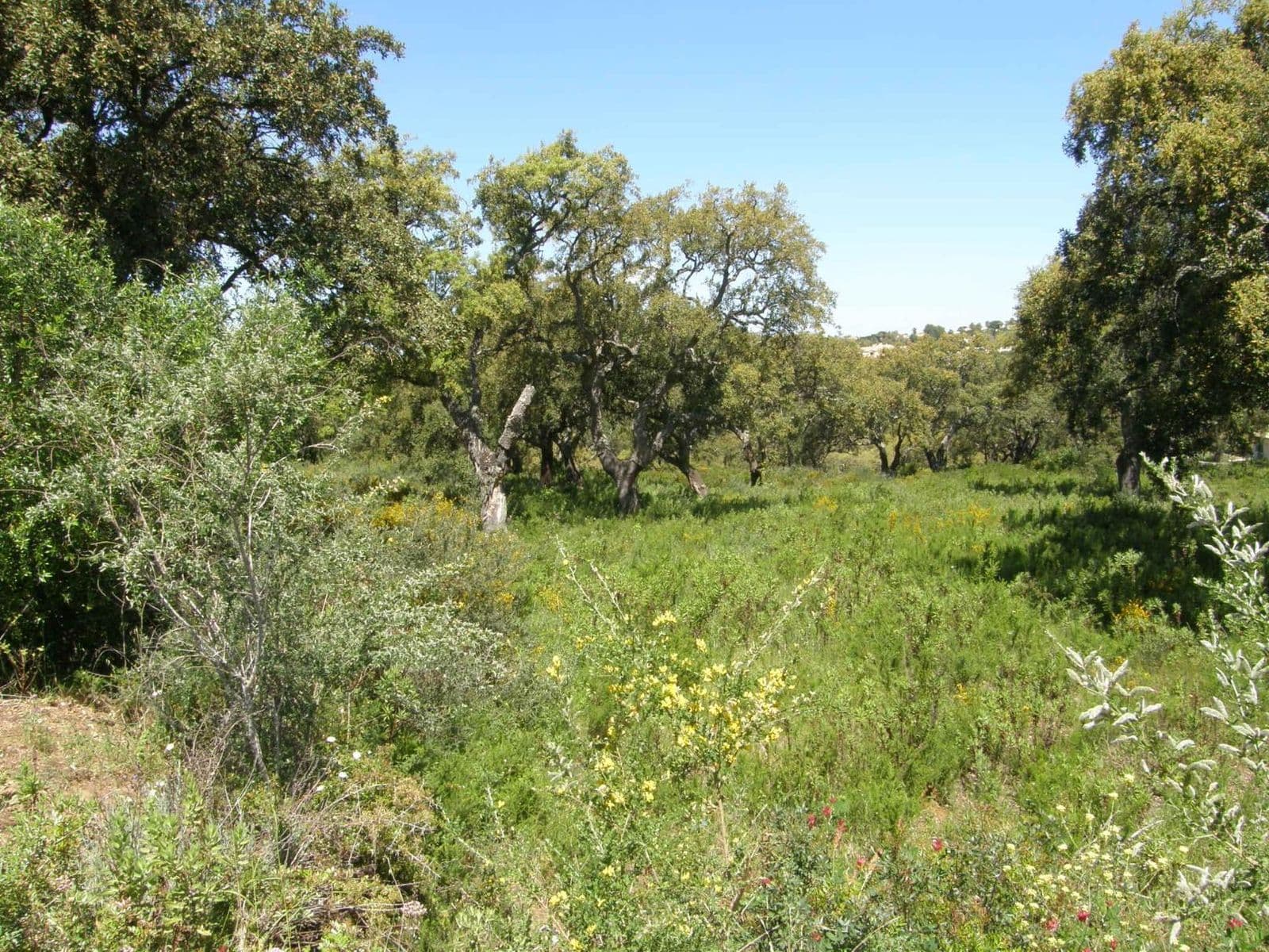 Residential Plot in San Roque Club, San Roque