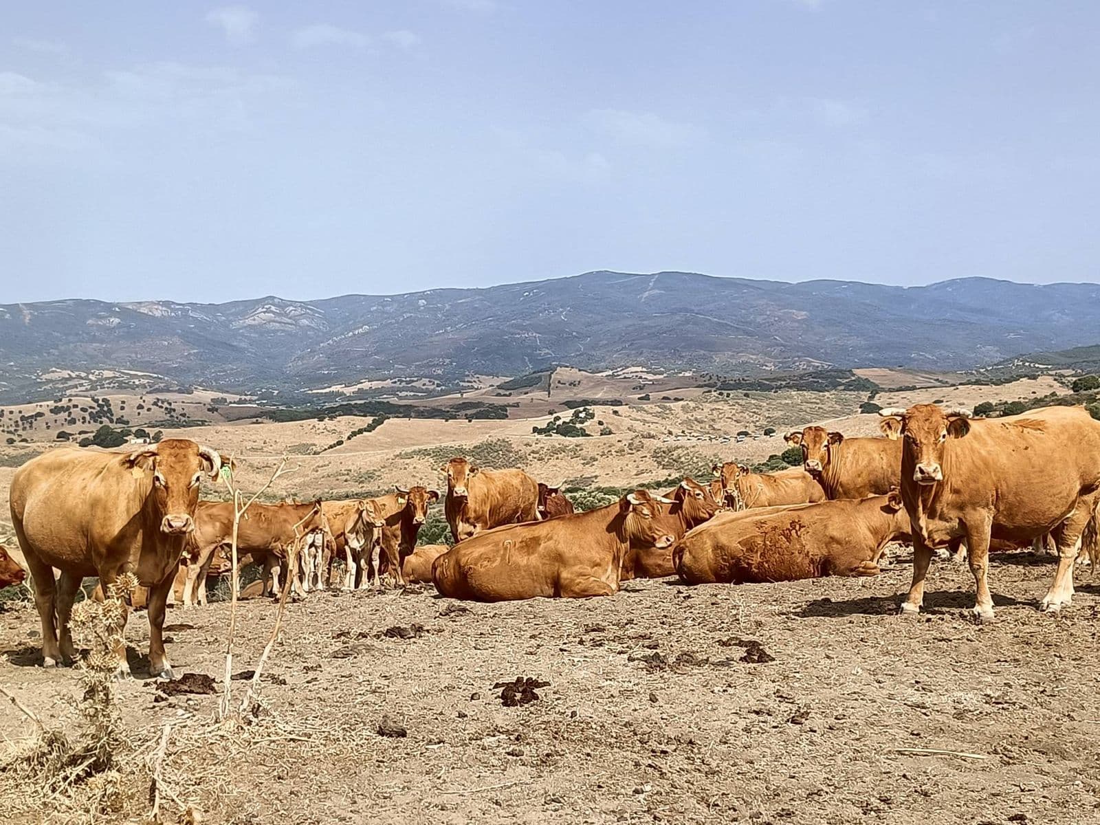 Farm in Gaucín, Gaucín