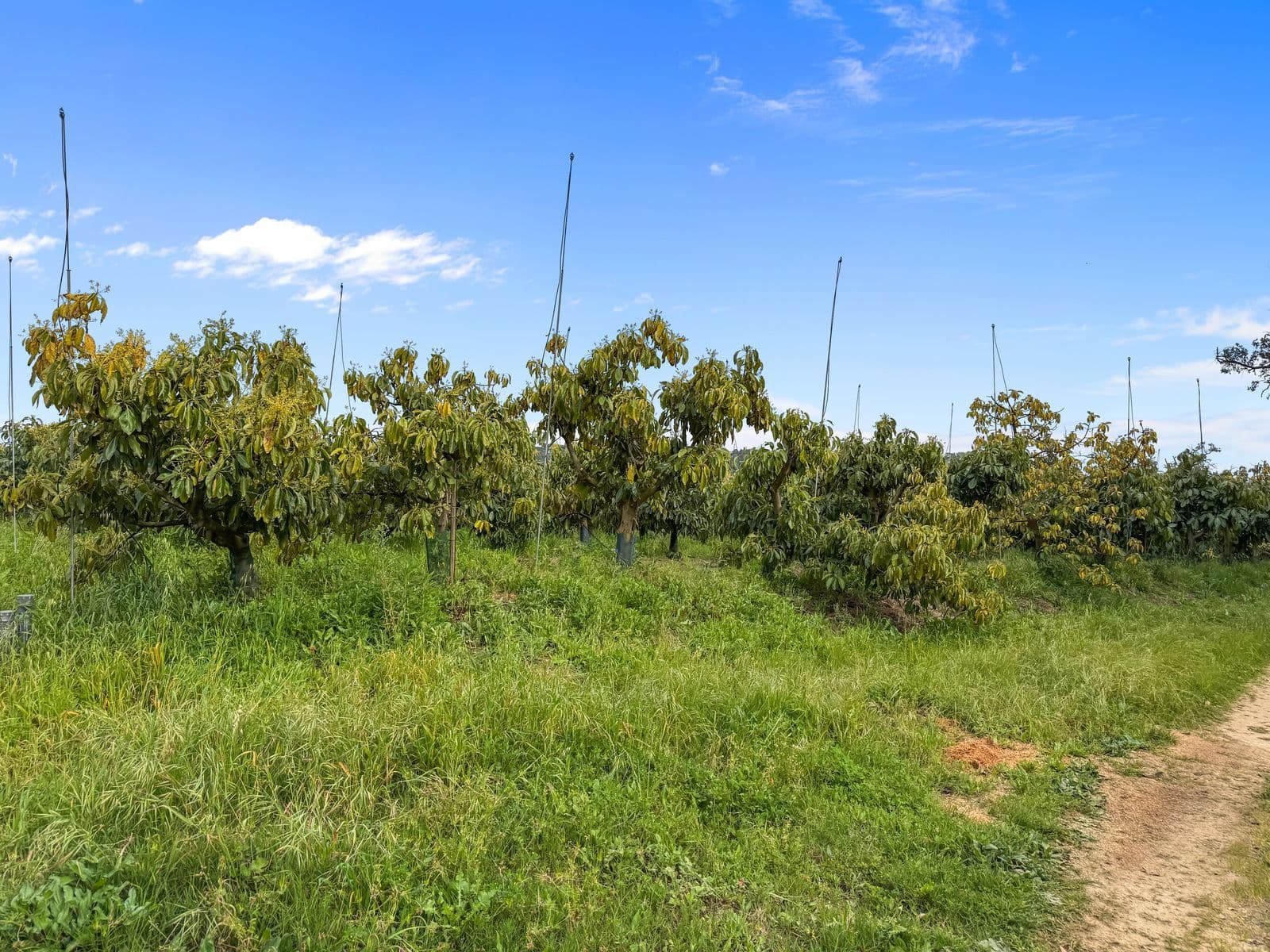 Detached Villa in Sotogrande, Sotogrande