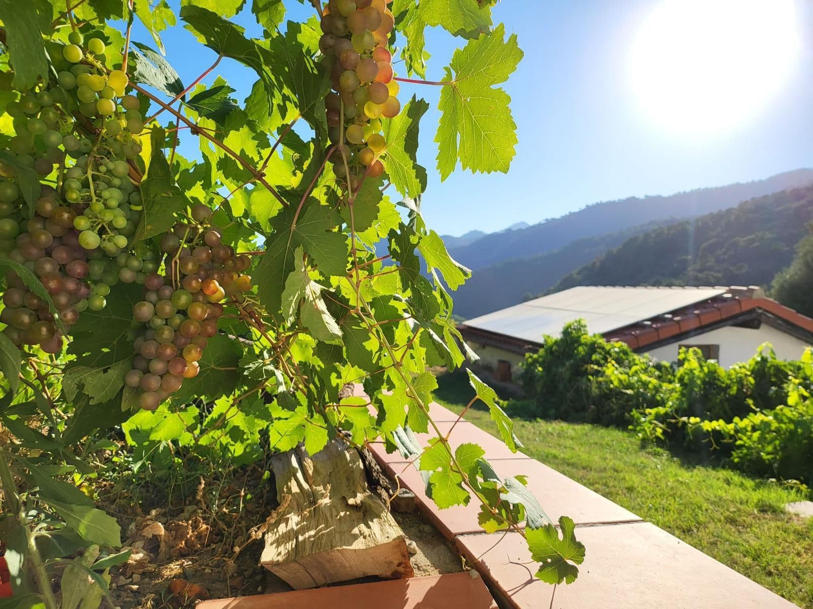Finca - Cortijo in Genalguacil, Genalguacil